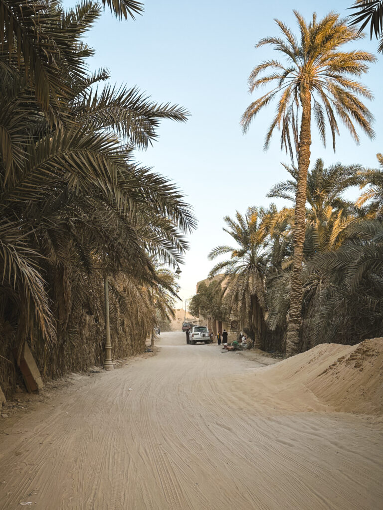sandy road in siwa oasis with palm trees
