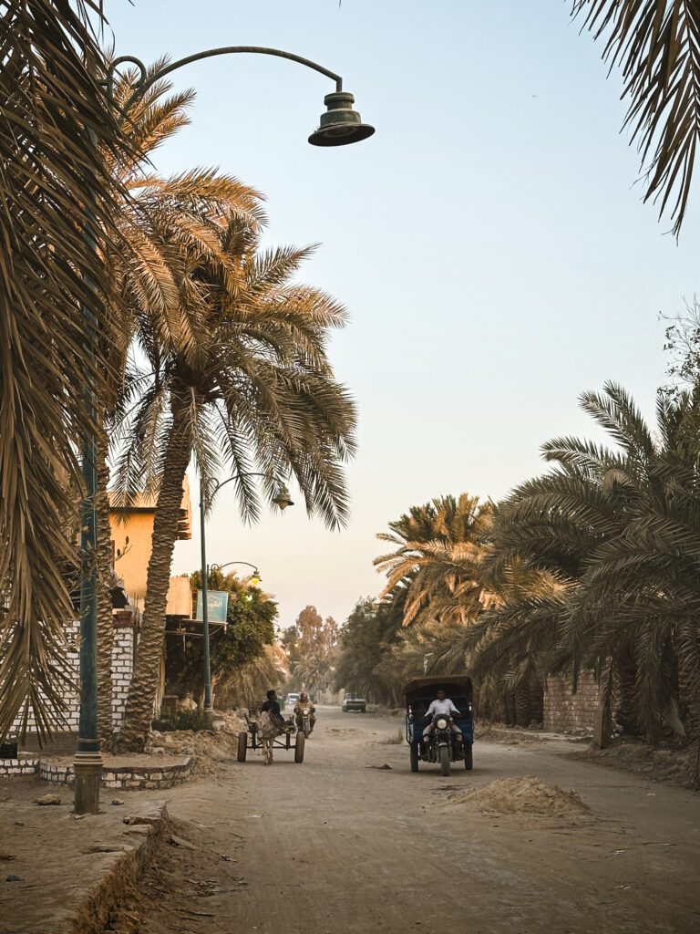 sandy road in siwa oasis with palm trees