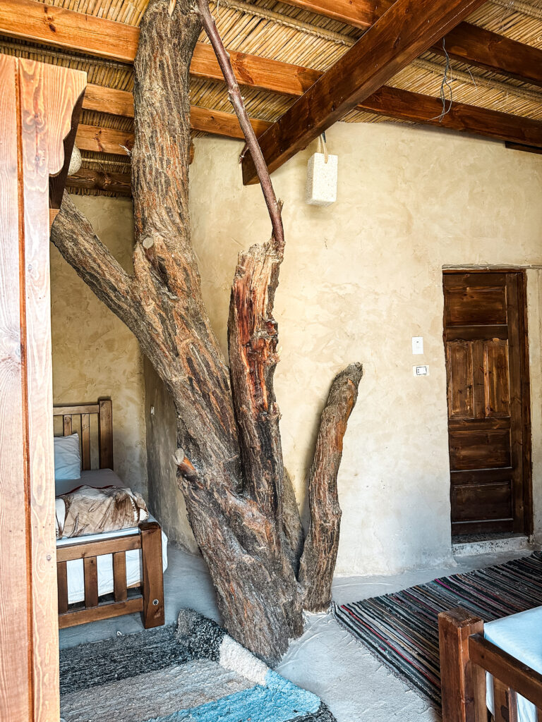 hotel room in siwa oasis with tree trunk inside the roo,