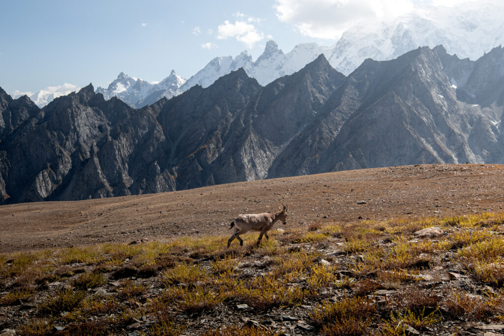 Patundas Meadows Trek: Injured Ibex