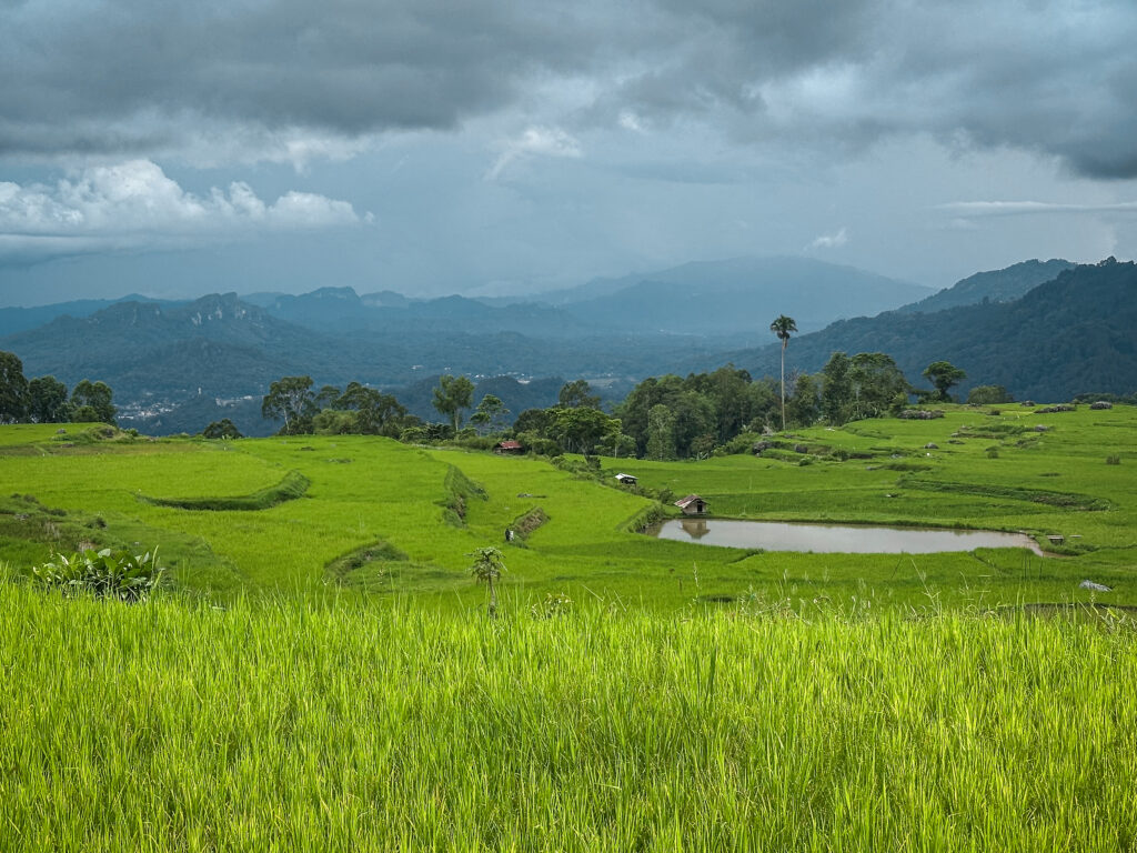 Tana Toraja highland's rice fields, Sulawesi, Indonesia