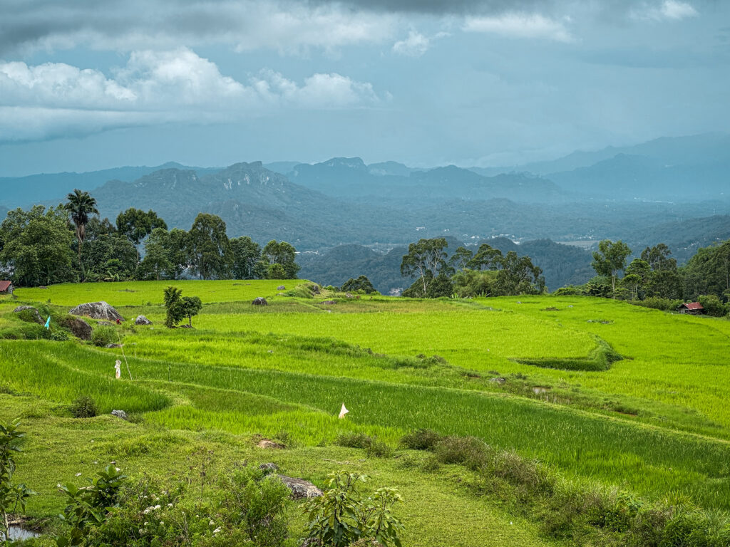 Tana Toraja highland's rice fields, Sulawesi, Indonesia