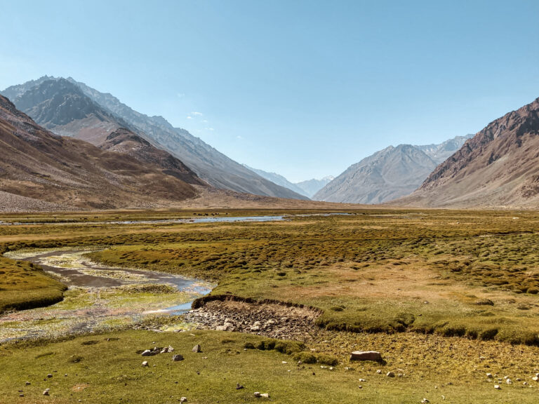 High altitude yaks grazing in Shandur Pass, Pakistan