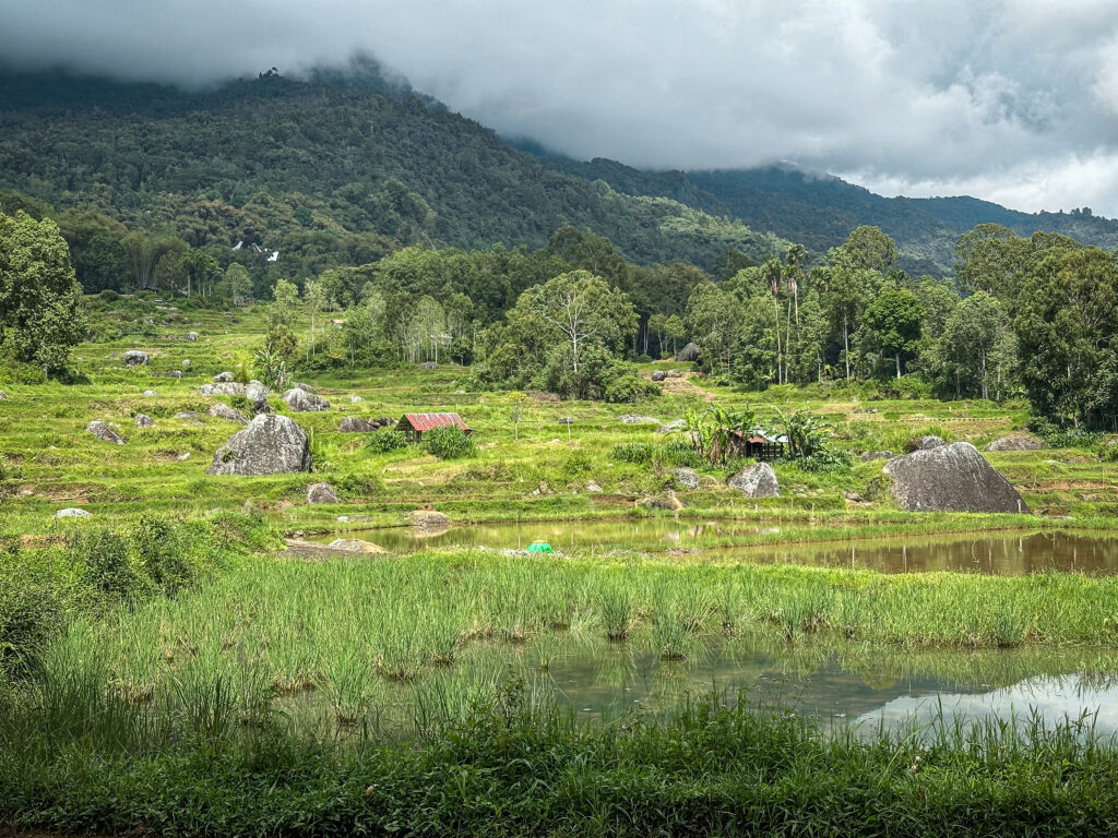 Tana Toraja highland's rice terraces, Sulawesi, Indonesia