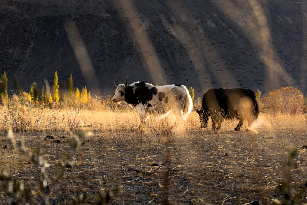 Yaks Grazing in Chapursan Valley, Gilgit-Baltistan, Northern Pakistan