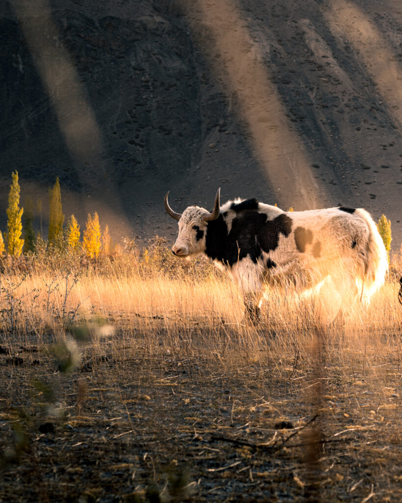 Yaks Grazing in Chapursan Valley, Gilgit-Baltistan, Northern Pakistan