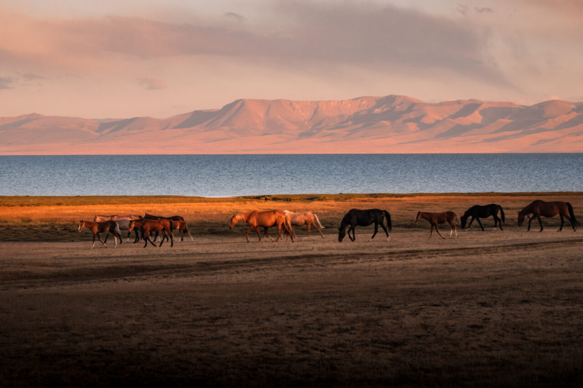 horses at song-kul lake, Kyrgyzstan
