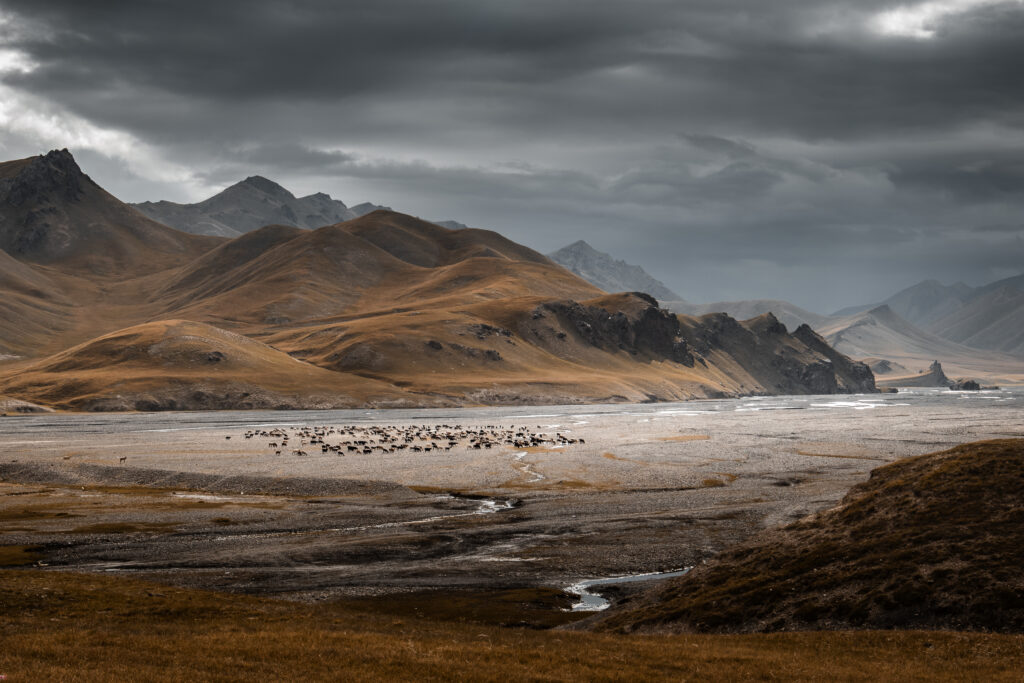 sheep grazing in Kok-Kiya Valley, Kyrgyzstan