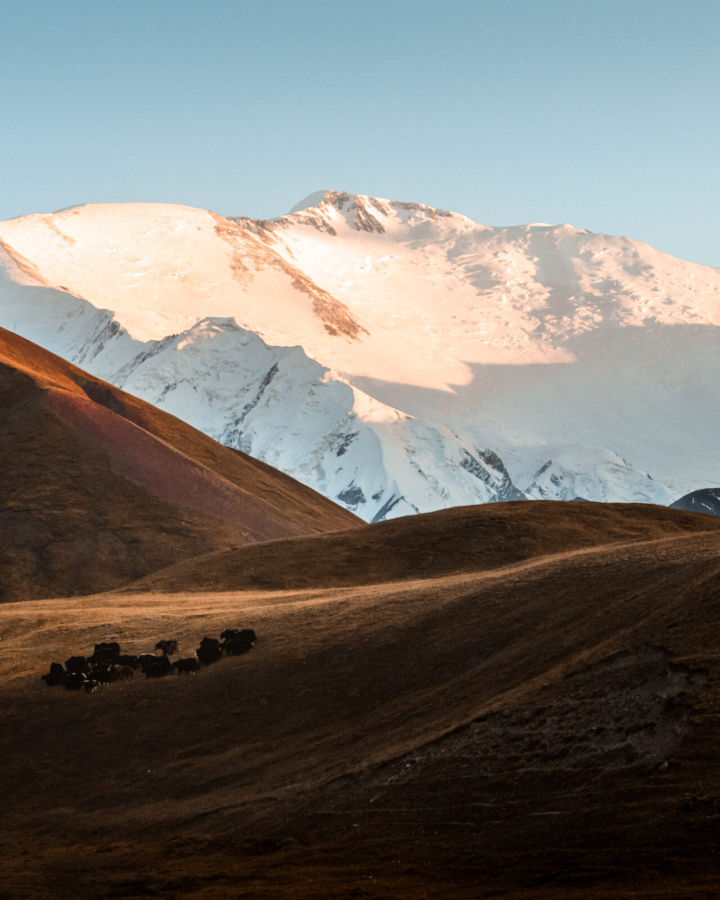 yaks grazing with Lenin Peak at sunset, Kyrgyzstan