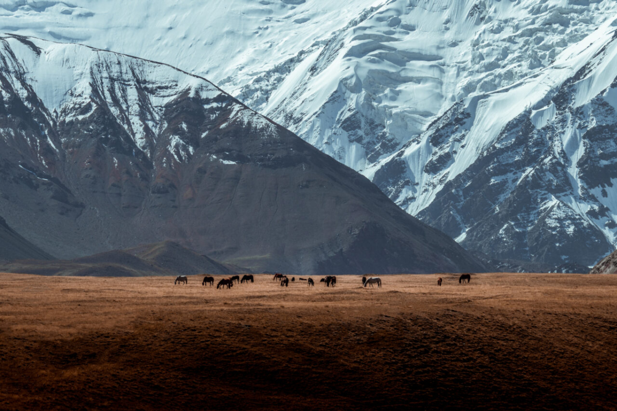 Horses grazing at the base of Lenin Peak, Pamir mountains, Kyrgyzstan