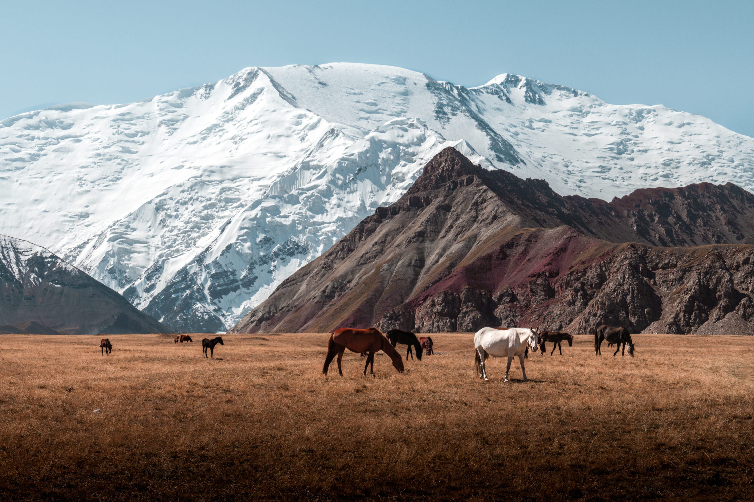 Horses grazing at the base of Lenin Peak, Pamir mountains, Kyrgyzstan