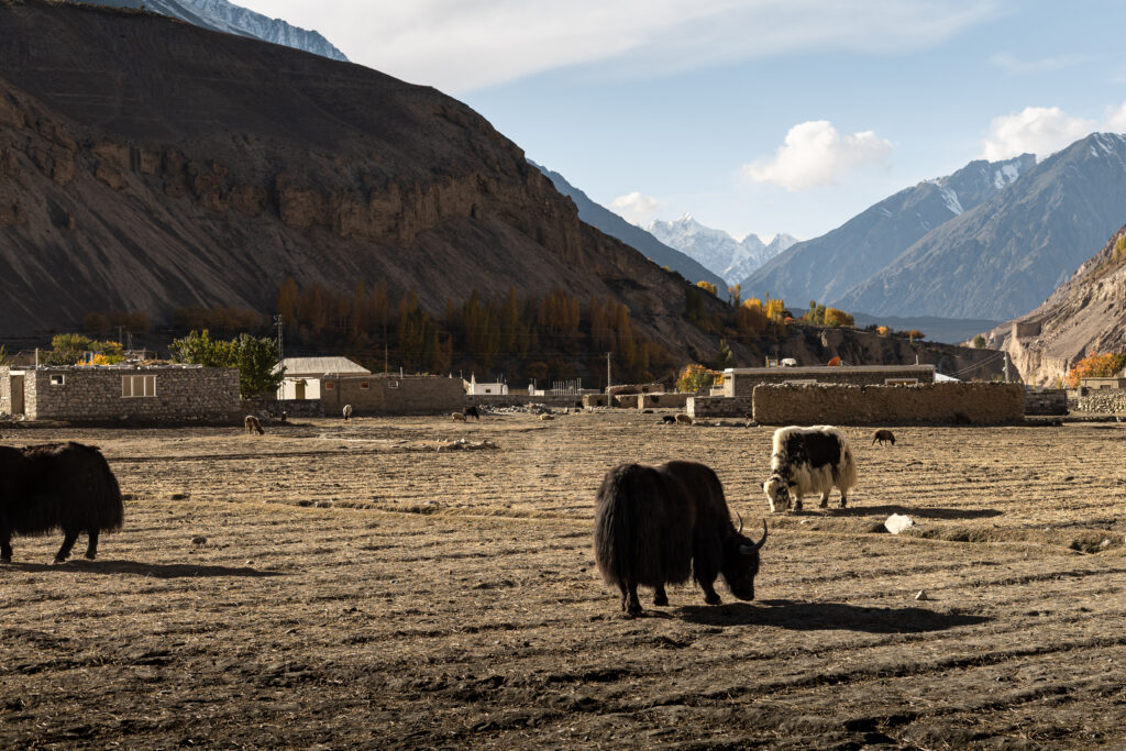 yaks grazing Village in Shimshal Valley, remote valleys Gilgit-Baltistan, Shimshal valley travel guide, Pakistan
